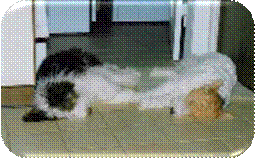 Welpe und Fox