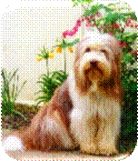 moderner Beardie,
2 Jahre jung
