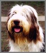 Bearded Collie
vom alten Typ