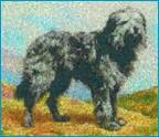 Bearded Collie