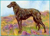 Deerhound