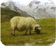 Schaf in den Bergen.jpg