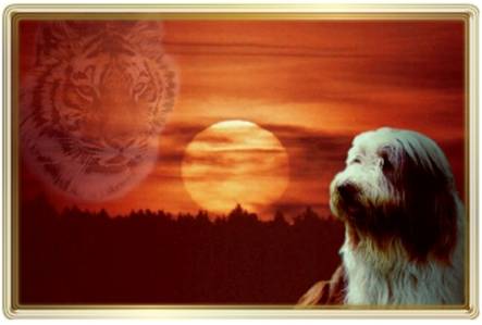 Tiger Bearded Collie