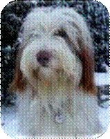 portrait junghund, 17 Monate
