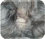 durchgetretene Pfoten