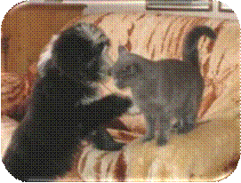Beardie-Welpe mit Katze