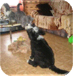 Beardie-Welpe mit Katze