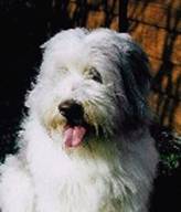 junger Bearded Collie
- Modetyp - 