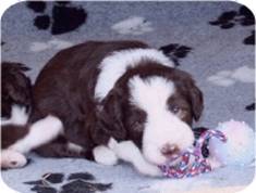 09-08-15 DG 47 - Monty verträumt r