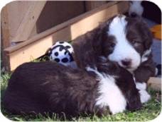 09-08-15 DG 25 - Monty Rücken, Murphy r