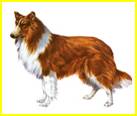 Rasse Collie.jpg