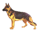 Rasse Schäferhund.jpg