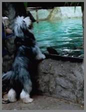neugierig
am Seehundbecken