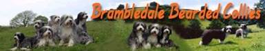 Brambledale Bearded Collies