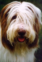 our Dogs Kalender 2006