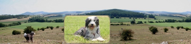 beardedcollie.de.jpg