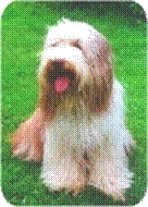 Der überzüchtete (moderne) Bearded Collie