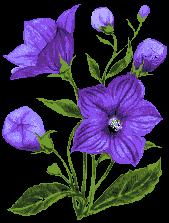 blaue Blume weint