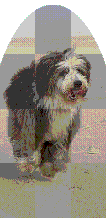 beardedcollie.de mT.jpg