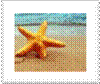 starfish on the beach
