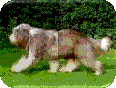 Beardie-Welpe