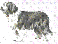 Bearded Collie
standardgerecht