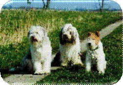 Beardies und Foxterrier