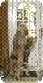 wachhunde