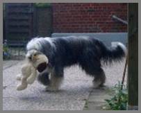 Alles, was ein Beardie tut, ist Arbeit -
und Arbeit bedeutet Freude.