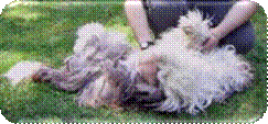 r�ckenlage