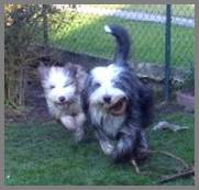 2 Bearded Collies
vom alten Typ,
jung und erwachsen