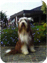 0434-0194k Schferhund