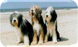 3 Beardies am Strand