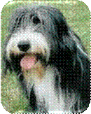 Willi S