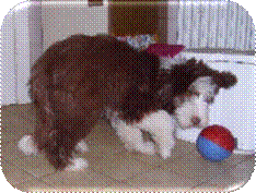 0258 Futterball action