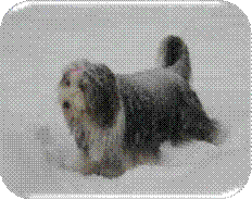 im Schnee