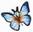 Schmetterling
