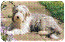 Buffy S