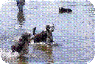 Wasser.jpg
