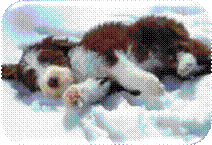 Welpe im Schnee pkvb
