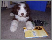 Buch