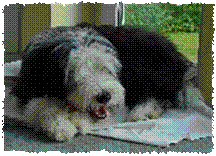 junghund mit Kauknochen