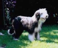 junger Beardie
hat etwas ersp�ht