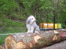 Beardie auf Baumstamm