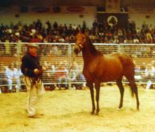 Monty im Longierring in Verden 2000