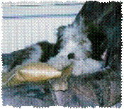 junger Beardie mit Kauknochen