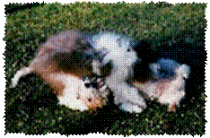 junger Beardie mit Foxterrier