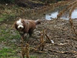 schmuddelk�nig mdb-w