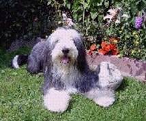 Bearded Collie liegend: "Platz"