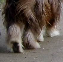 Pfoten hinten, gro�e Trittfl�che.jpg